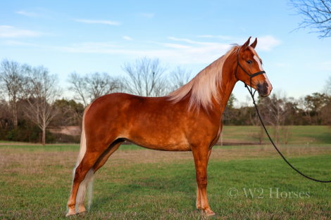 HorseID: 2309822 Charleigh - PhotoID: 1094364