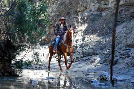 HorseID: 2309822 Charleigh - PhotoID: 1094367