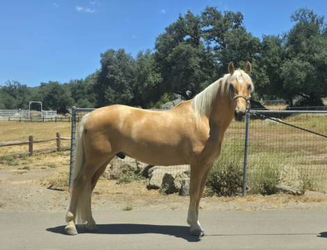 HorseID: 2309824 Palomino VII - PhotoID: 1094369