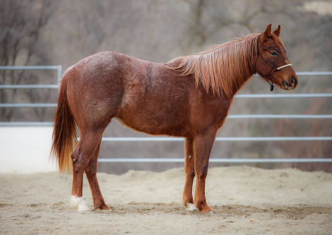 HorseID: 2309827 Peptos Irish Kitten Kitty - PhotoID: 1094371