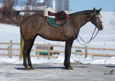 HorseID: 2309829 Poppy - PhotoID: 1094373