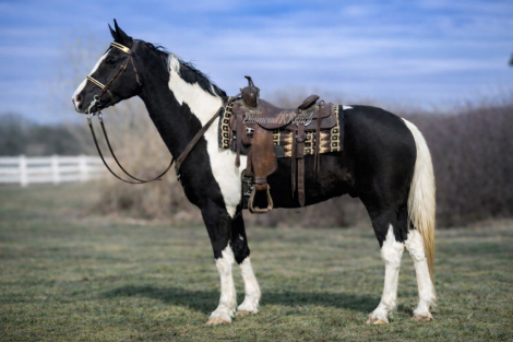 HorseID: 2309831 Dice - PhotoID: 1094374