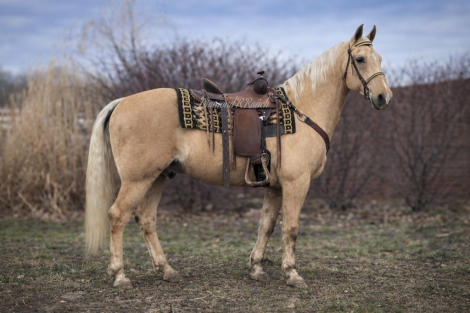 HorseID: 2309832 Nugget - PhotoID: 1094375