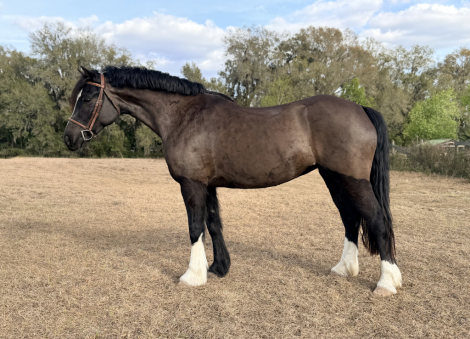 HorseID: 2309839 Reidell Born to Reign - PhotoID: 1094377