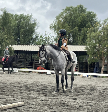 HorseID: 2309840 Gatleys Telemachus - PhotoID: 1094378