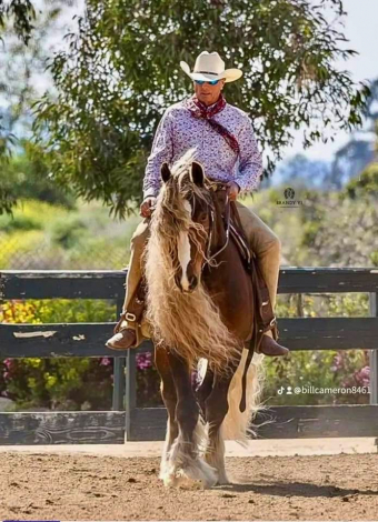 HorseID: 2309841 Cici's Bold Wind - PhotoID: 1094379