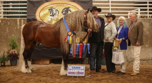 HorseID: 2309841 Cici's Bold Wind - PhotoID: 1094380