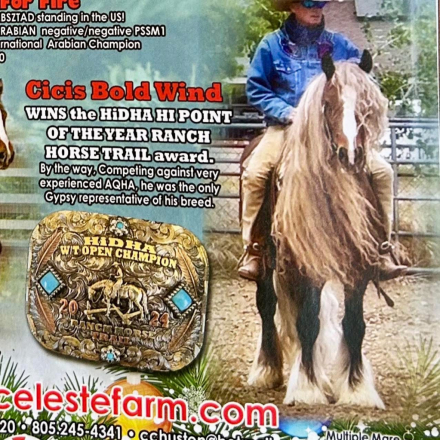 HorseID: 2309841 Cici's Bold Wind - PhotoID: 1094381