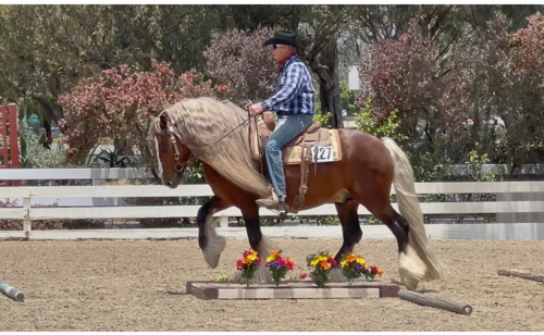 HorseID: 2309841 Cici's Bold Wind - PhotoID: 1094382