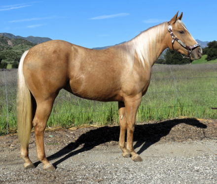 HorseID: 2309843 SUNLIT MAJESTY - PhotoID: 1094384