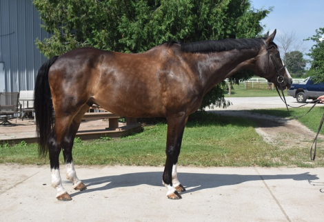 HorseID: 2309846 Roc of Cashel - PhotoID: 1094387