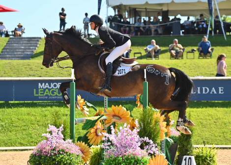 HorseID: 2309846 Roc of Cashel - PhotoID: 1094388