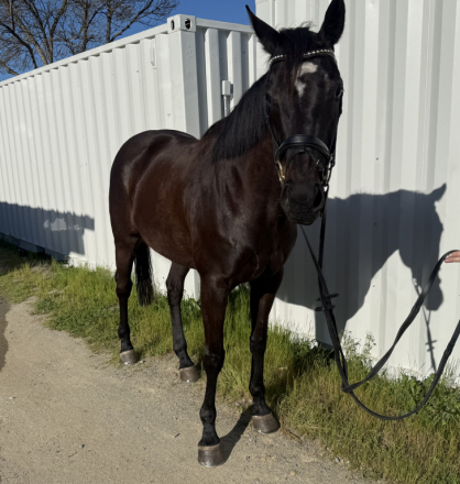 HorseID: 2309848 Bronze Lady - PhotoID: 1094392