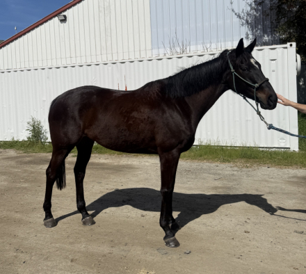 HorseID: 2309848 Bronze Lady - PhotoID: 1094392