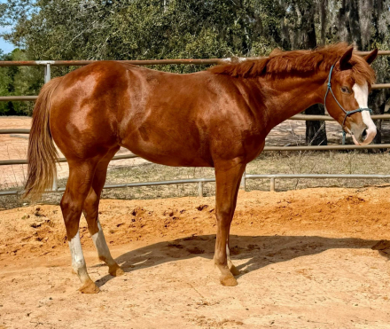 HorseID: 2309851 Pixie Dusted - PhotoID: 1094394