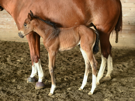 HorseID: 2309852 Greta - PhotoID: 1094395