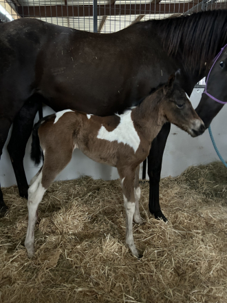 HorseID: 2309853 Ember - PhotoID: 1094396