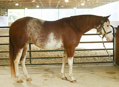 HorseID: 2309855 Pacific Northwest - PhotoID: 1094398