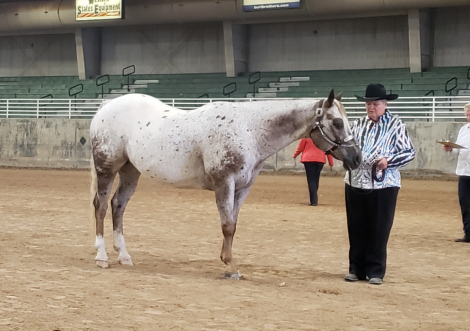 HorseID: 2309856 Investing On Impulse - PhotoID: 1094399