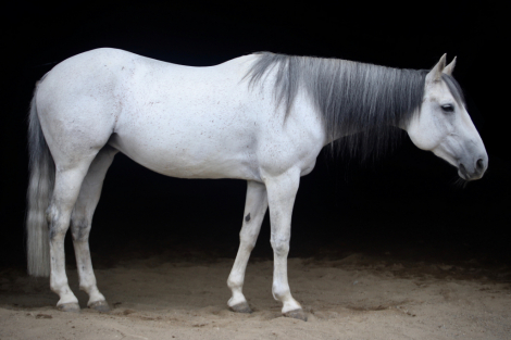 HorseID: 2309860 DM Rems Lil Gunner - PhotoID: 1094400