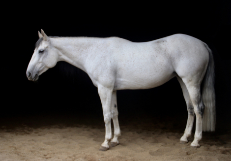 HorseID: 2309860 DM Rems Lil Gunner - PhotoID: 1094401