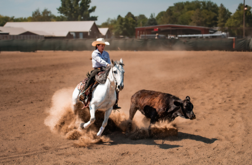 HorseID: 2309860 DM Rems Lil Gunner - PhotoID: 1094402