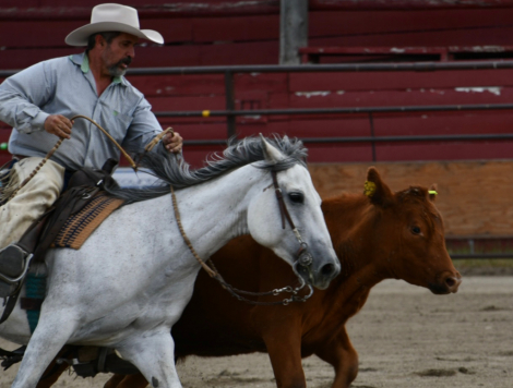 HorseID: 2309860 DM Rems Lil Gunner - PhotoID: 1094403