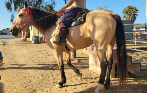 HorseID: 2309861 Buckskin Draft Cross Mare Horse for Lease - San Di - PhotoID: 1094404