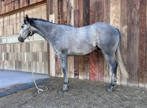 HorseID: 2309862 SB TopHand - PhotoID: 1094405
