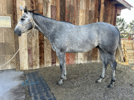 HorseID: 2309862 SB TopHand - PhotoID: 1094408