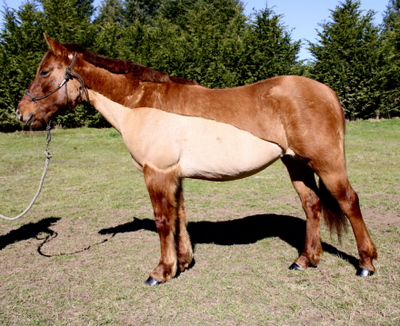 HorseID: 2309863 Maple - PhotoID: 1094414