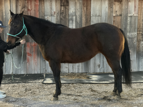 HorseID: 2309865 Miss Behavin Freckles - PhotoID: 1094409