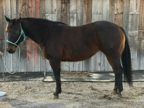 HorseID: 2309865 Miss Behavin Freckles - PhotoID: 1094410