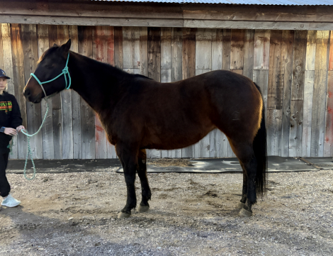 HorseID: 2309865 Miss Behavin Freckles - PhotoID: 1094411