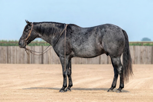 HorseID: 2309867 SONNYS COOL BLUE SKY - PhotoID: 1094415