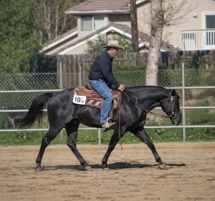 HorseID: 2309867 SONNYS COOL BLUE SKY - PhotoID: 1094416