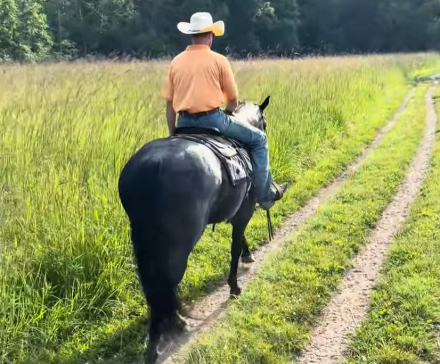 HorseID: 2309867 SONNYS COOL BLUE SKY - PhotoID: 1094417
