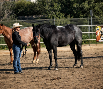 HorseID: 2309867 SONNYS COOL BLUE SKY - PhotoID: 1094418