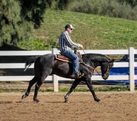 HorseID: 2309867 SONNYS COOL BLUE SKY - PhotoID: 1094420