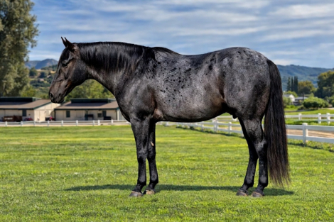 HorseID: 2309867 SONNYS COOL BLUE SKY - PhotoID: 1094415