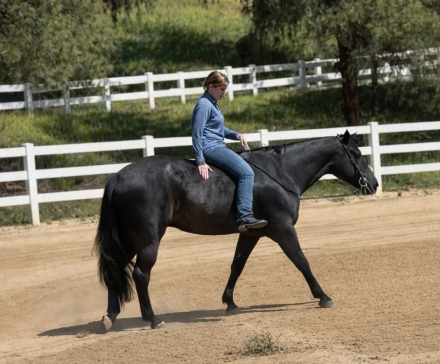 HorseID: 2309867 SONNYS COOL BLUE SKY - PhotoID: 1094418