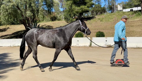 HorseID: 2309867 SONNYS COOL BLUE SKY - PhotoID: 1094417