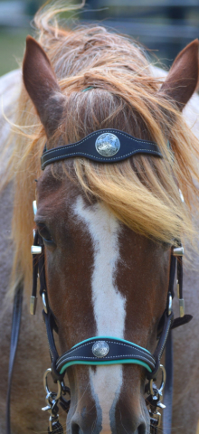 HorseID: 2309868 Brigitte - PhotoID: 1094421