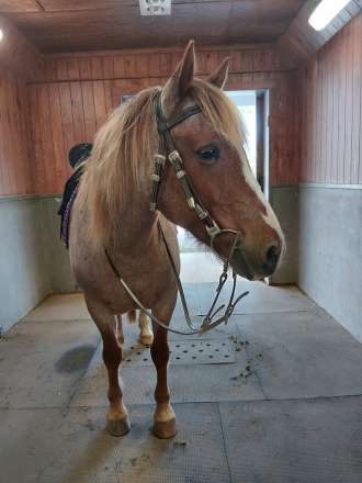 HorseID: 2309868 Brigitte - PhotoID: 1094422