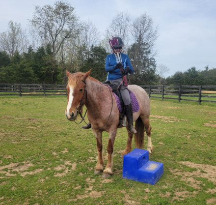 HorseID: 2309868 Brigitte - PhotoID: 1094423