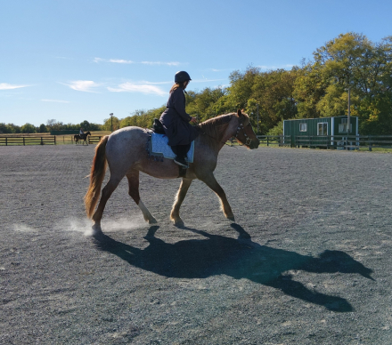 HorseID: 2309868 Brigitte - PhotoID: 1094424