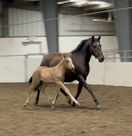 HorseID: 2309869 Irene - PhotoID: 1094427