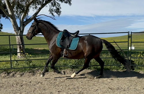 HorseID: 2309869 Irene - PhotoID: 1094428