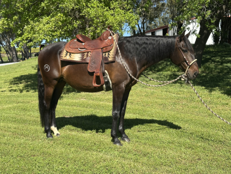 HorseID: 2309869 Irene - PhotoID: 1094725