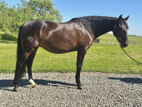 HorseID: 2309869 Irene - PhotoID: 1094726